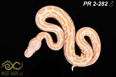 hadi na prodej, mládě, český chov hadů, odchov hadů, mojihadi.cz, Python regius, ballpython, krajta královská, Albino,  black pastel, het Clown